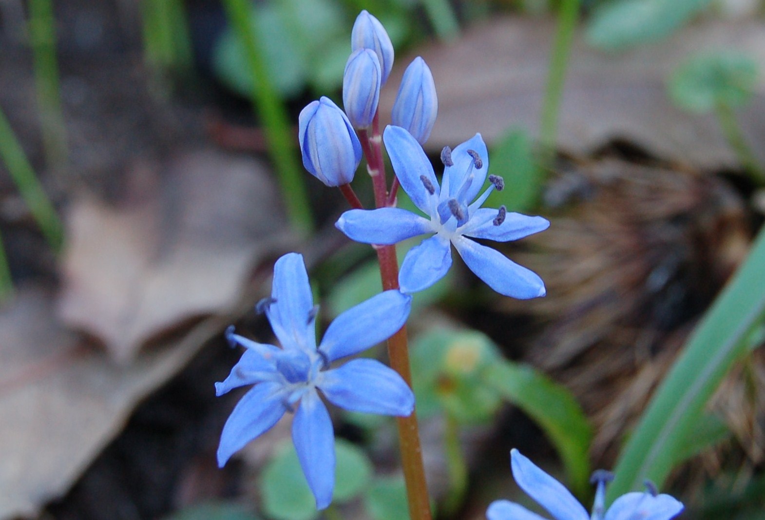 Scilla bifolia, Anemone nemorosa, Viola e Tussilago farfara